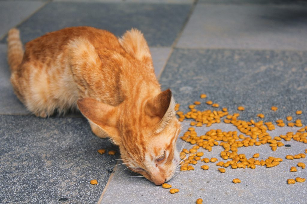 Makanan Untuk Anak Kucing dan Anjing