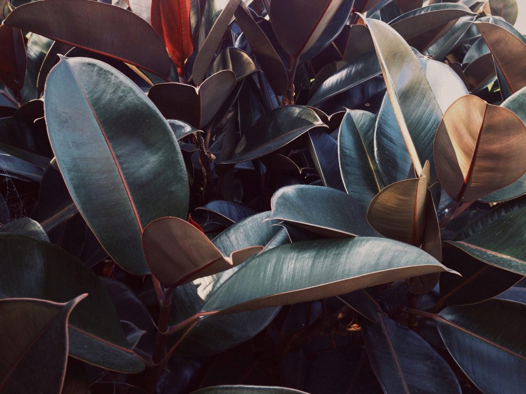 Ficus Elastica/ Foto: Unsplash (Eric Fiori) Ficus Elastica/ Foto: Unsplash (Eric Fiori)
