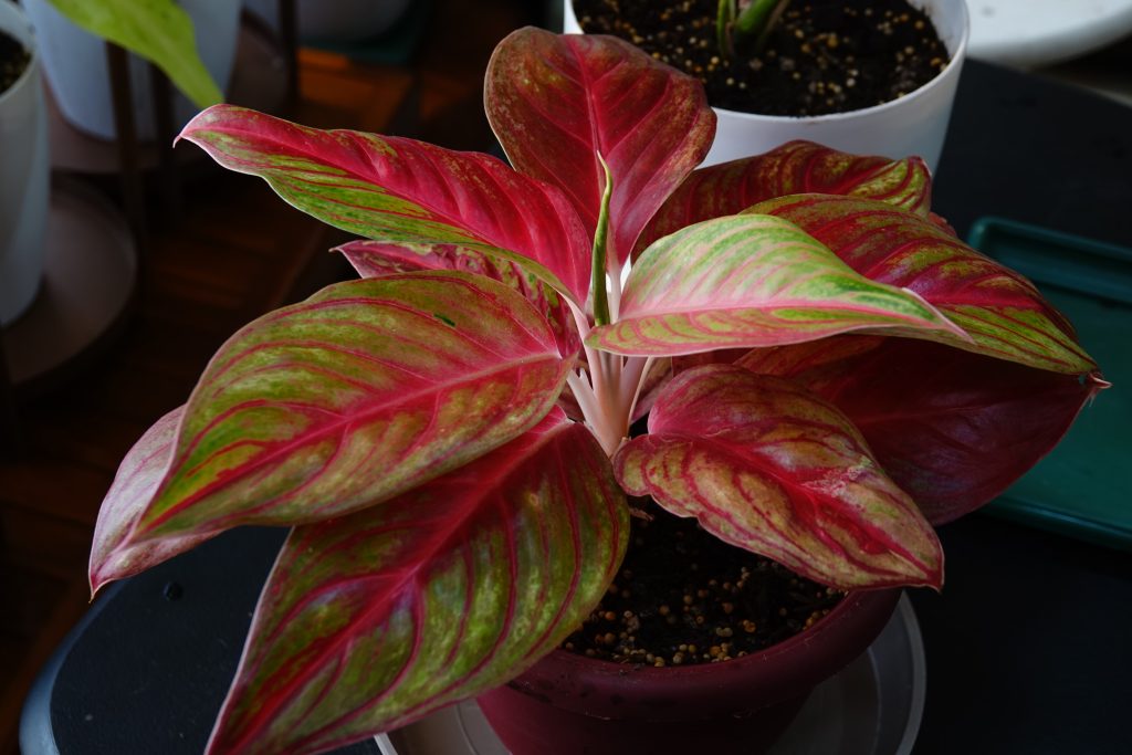 Aglonema Tanaman Penyejuk Ruangan/ Foto: Unsplash (Evangeline Bautista o)