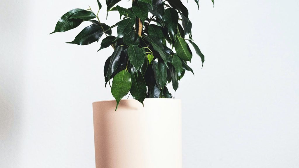 Ficus Benjamina