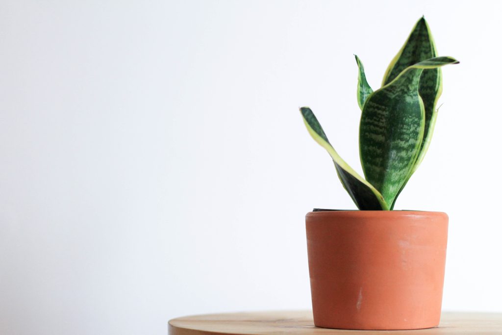 Snake Plant, Tanaman Penyejuk Ruangan/ Foto: Unsplash (Tanaman Penyejuk Ruangan, Palm/ Foto: Unsplash (Kara Eads)