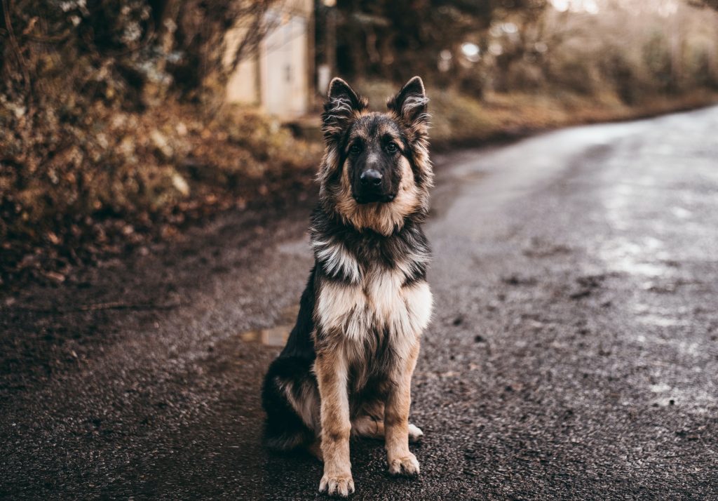 Makanan Untuk Anjing Senior