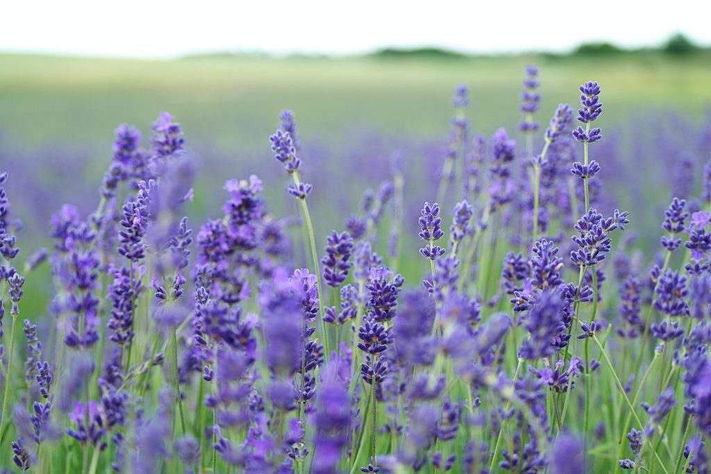 Tanaman Lavender