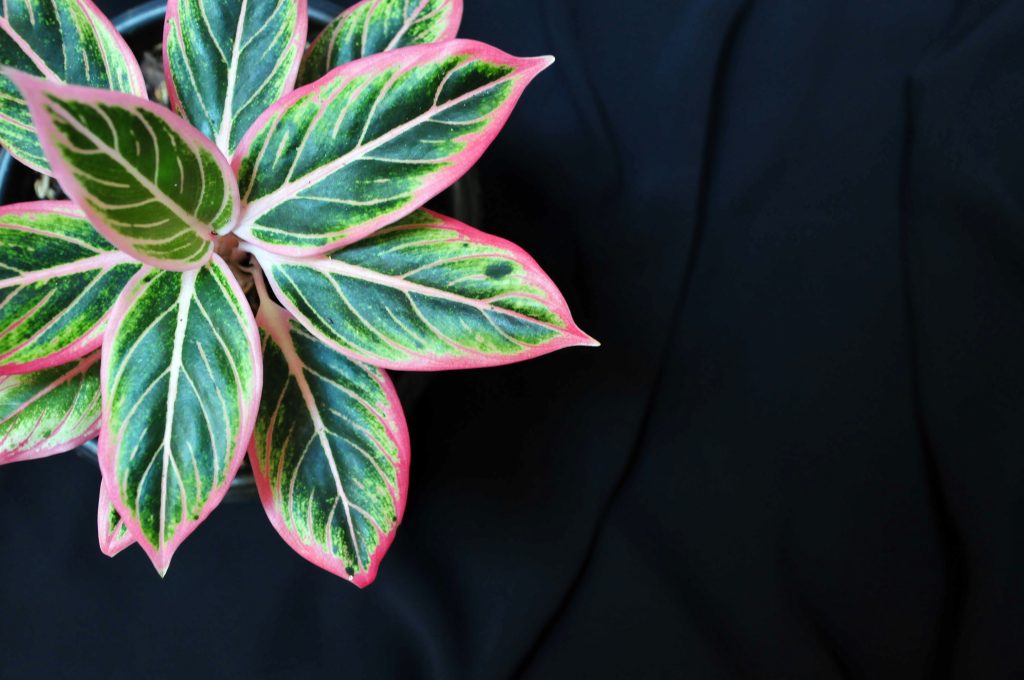 Perawatan tanaman hias aglaonema