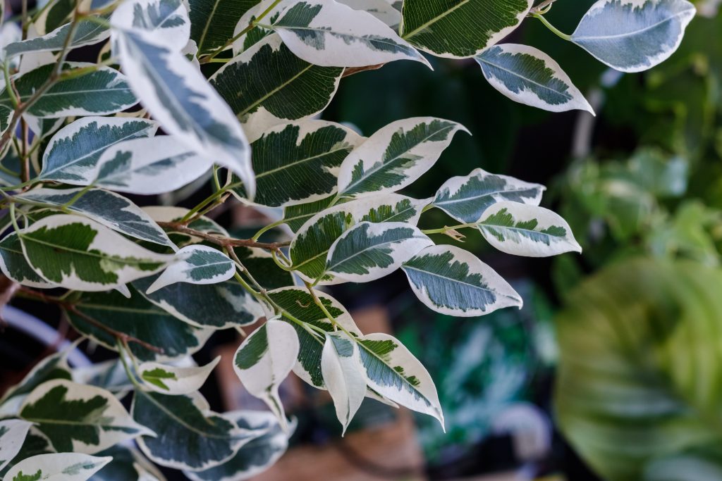 Ficus tanaman hias yang tahan panas matahari