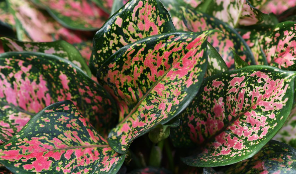 Tips perawatan tanaman aglaonema
