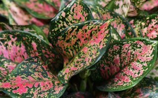 Tips perawatan tanaman aglaonema