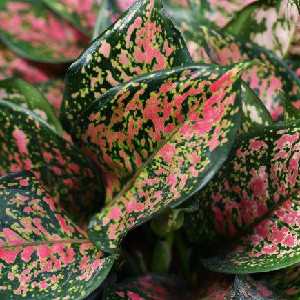 Tips perawatan tanaman aglaonema