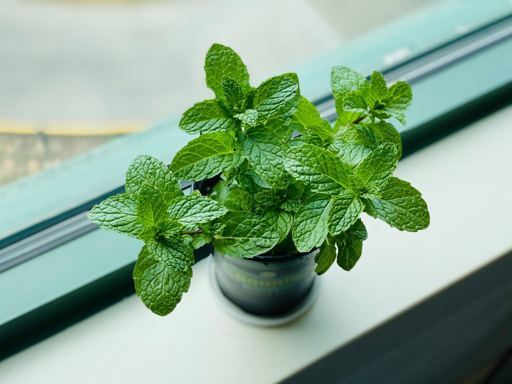 Pengharum kamar mandi alami dengan tanaman mint