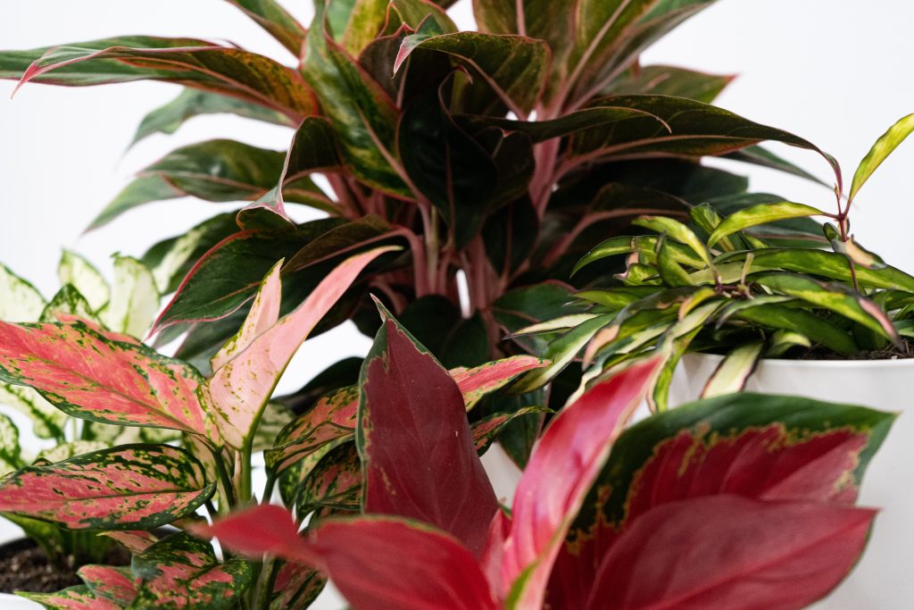 Memperbanyak tanaman hias aglaonema