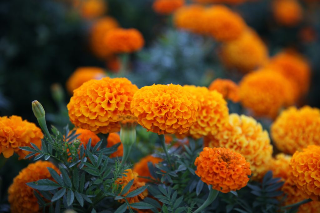 Marigold tanaman pengusir nyamuk