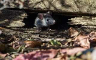 Aroma yang tidak disukai tikus