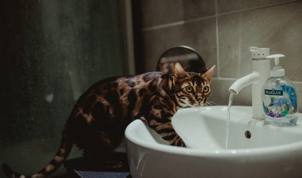 Ras kucing yang tidak takut air