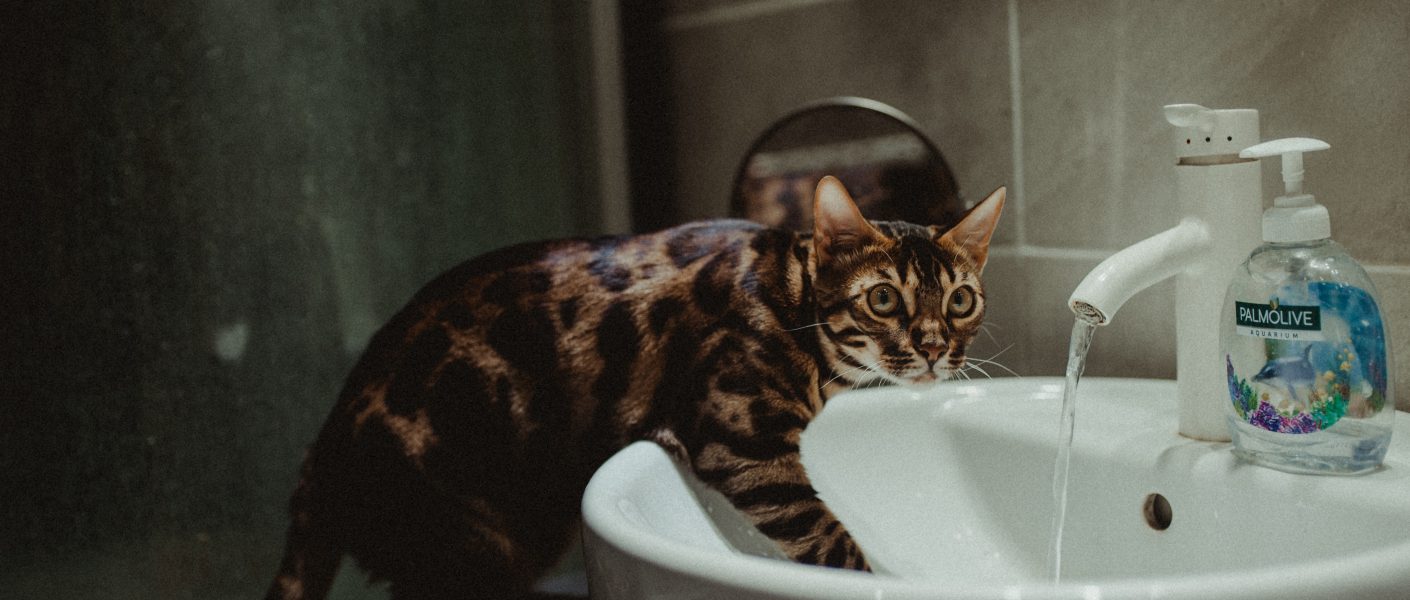 Ras kucing yang tidak takut air