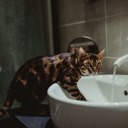 Ras kucing yang tidak takut air