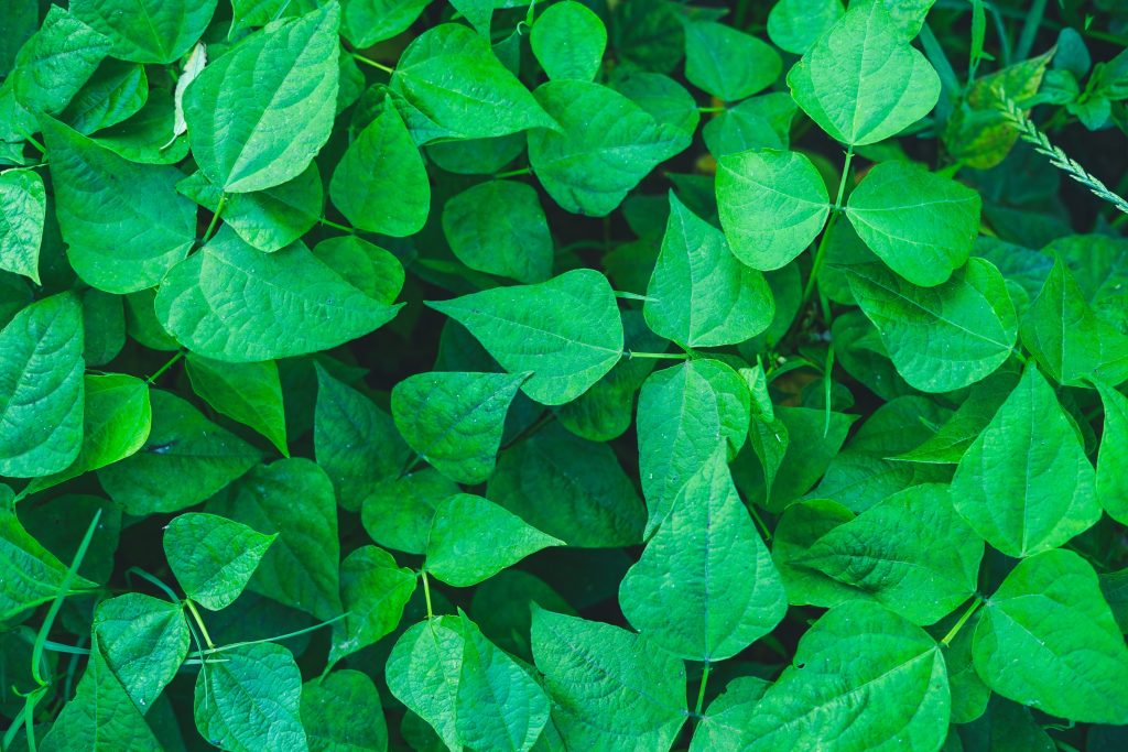 Tanaman Sirih Gading