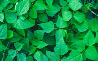 Tanaman Sirih Gading