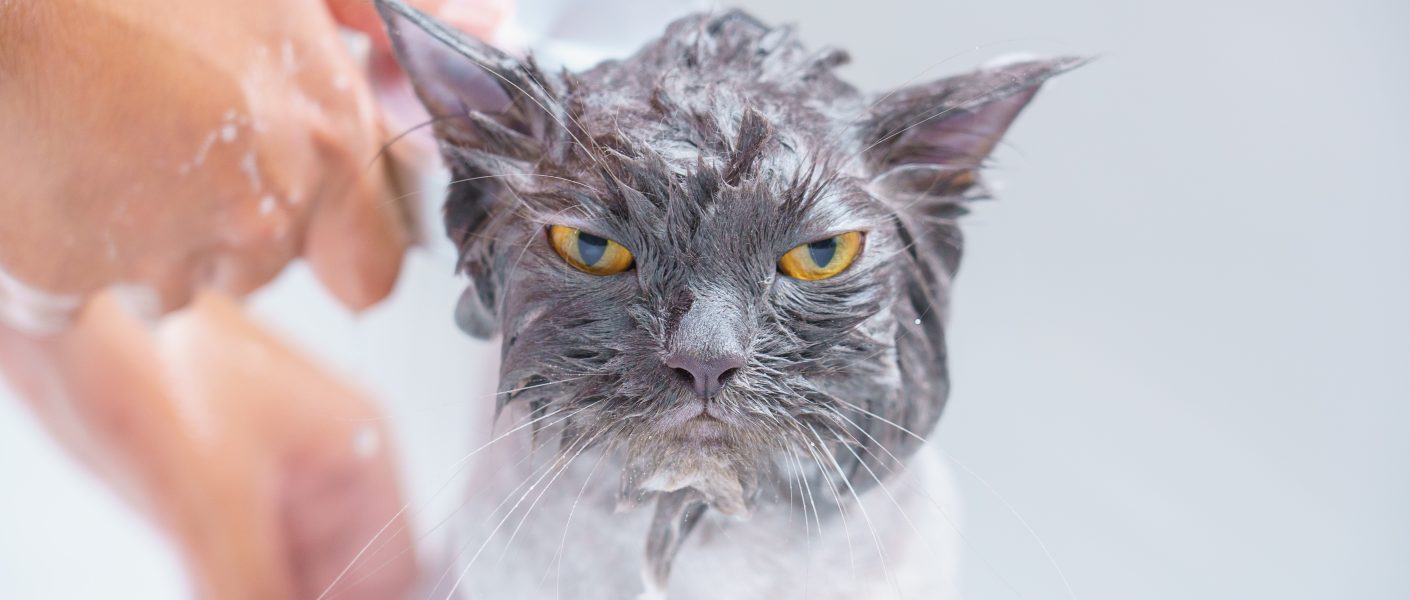 Kenapa kucing takut air?