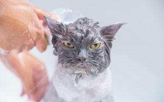 Kenapa kucing takut air?