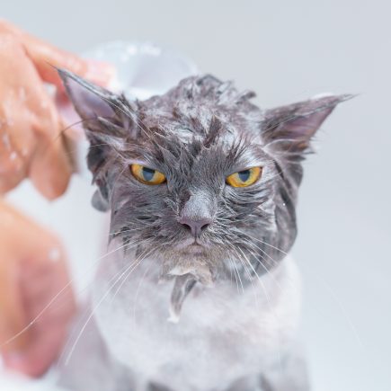 Kenapa kucing takut air?