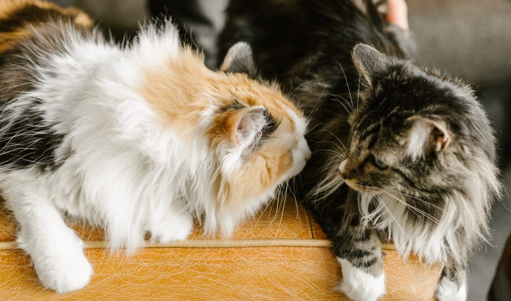Kenapa kucing takut air?