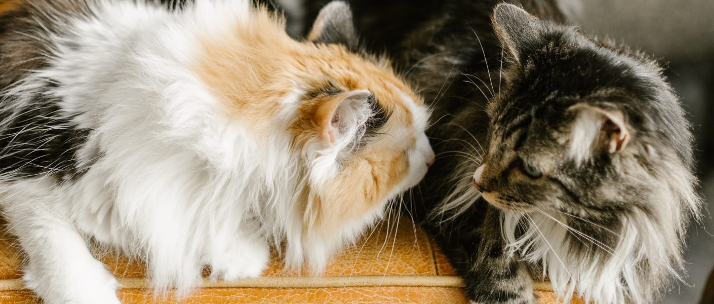 Kenapa kucing takut air?