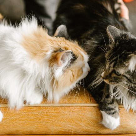 Kenapa kucing takut air?