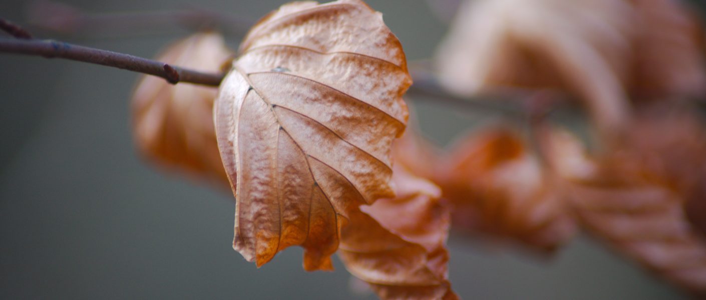 Sirih gading mengering