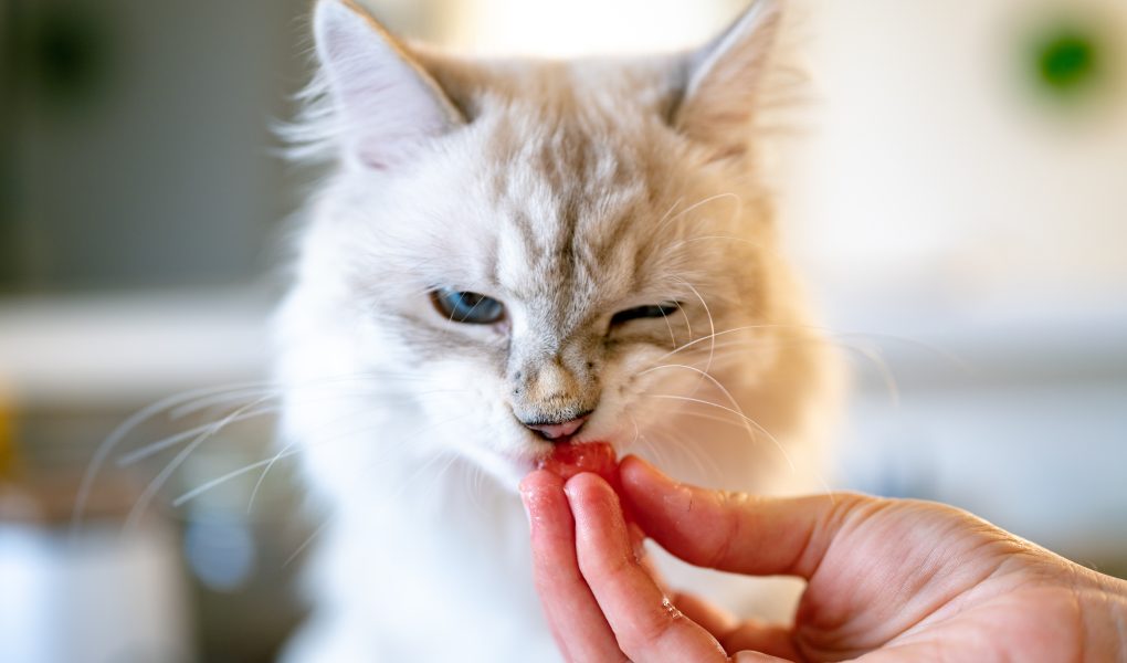 Cara Memberi Makan Kucing yang Tepat