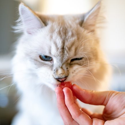 Cara Memberi Makan Kucing yang Tepat