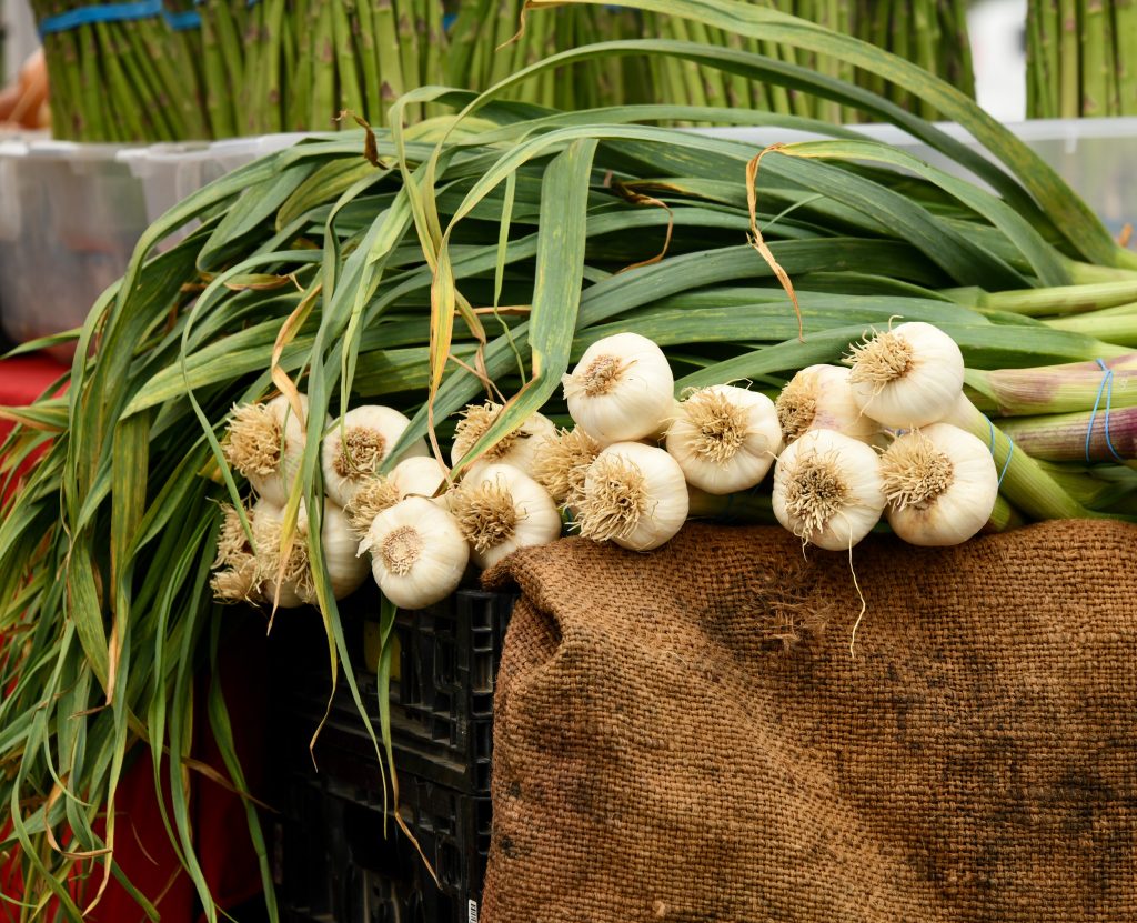 Bawang Putih bisa mengusir nyamuk