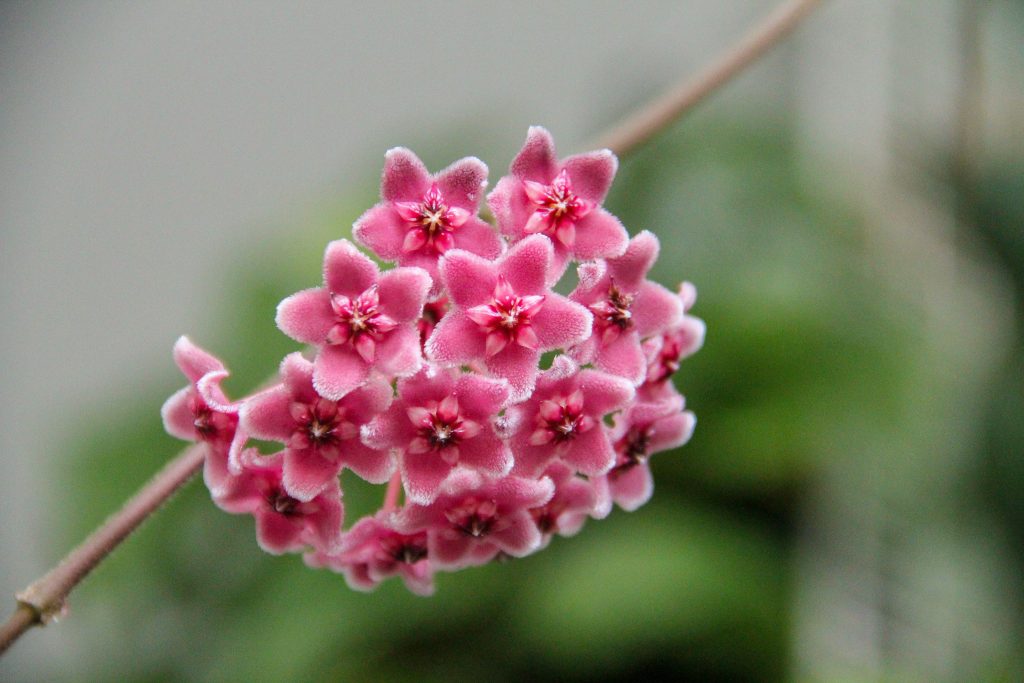 tanaman hias hoya