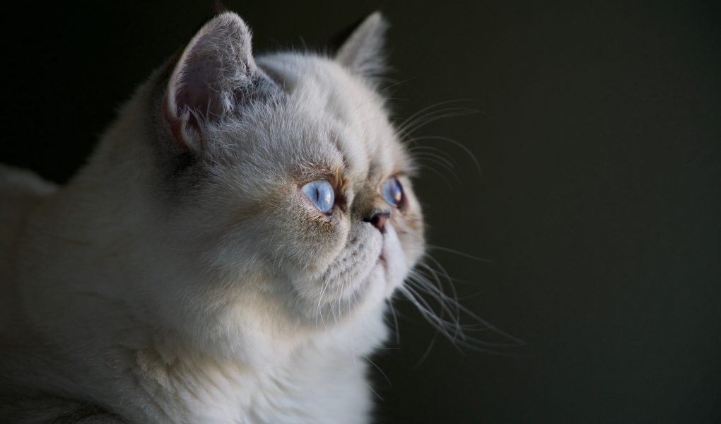 Permasalahan umum kesehatan kucing persia