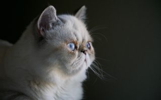 Permasalahan umum kesehatan kucing persia