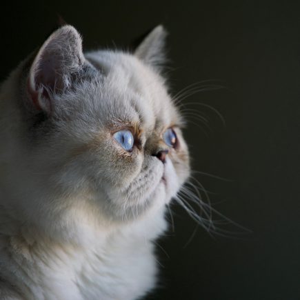 Permasalahan umum kesehatan kucing persia