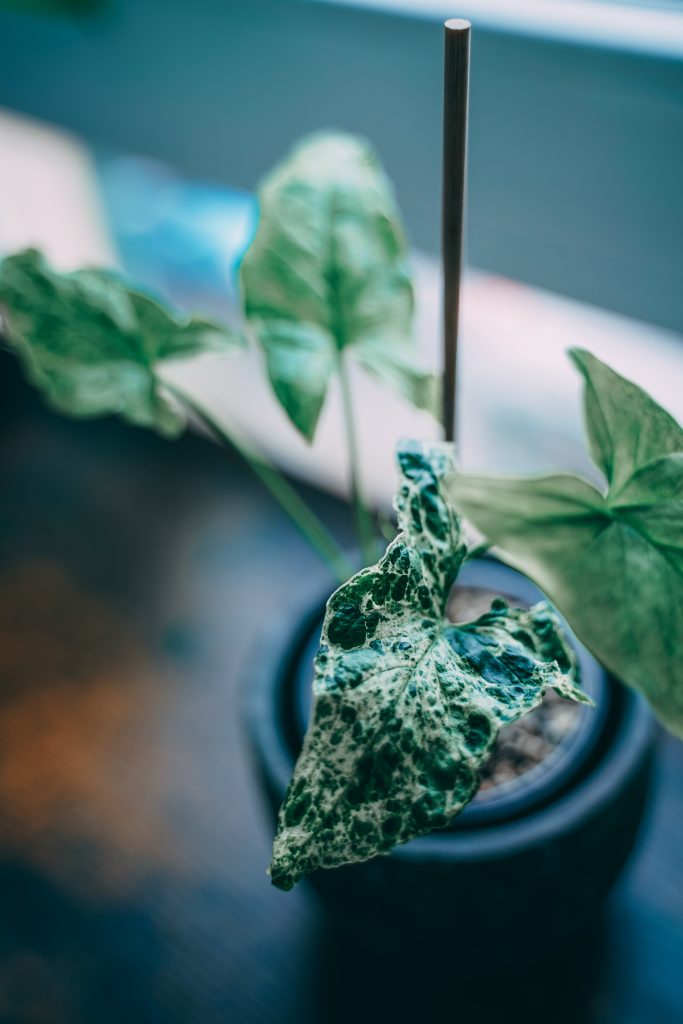 Philodendron Joepii
