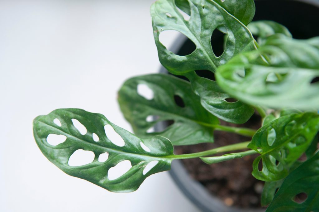 Tanaman Hias Monstera Adansonii Variegata