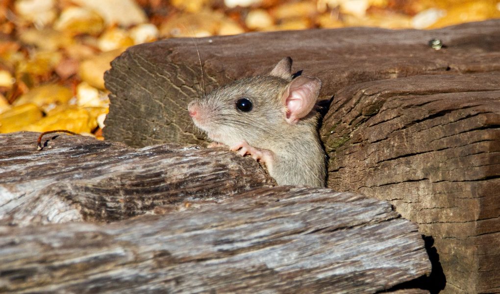 Kapu.r Barus Bisa Usir Tikus?