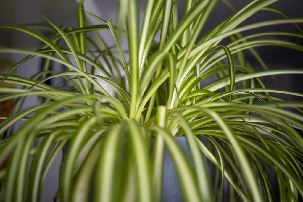 Tanaman Spider Plant