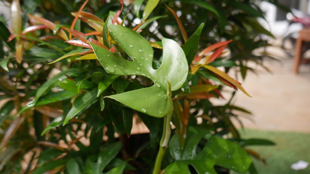 Rhaphidophora Tetrasperma
