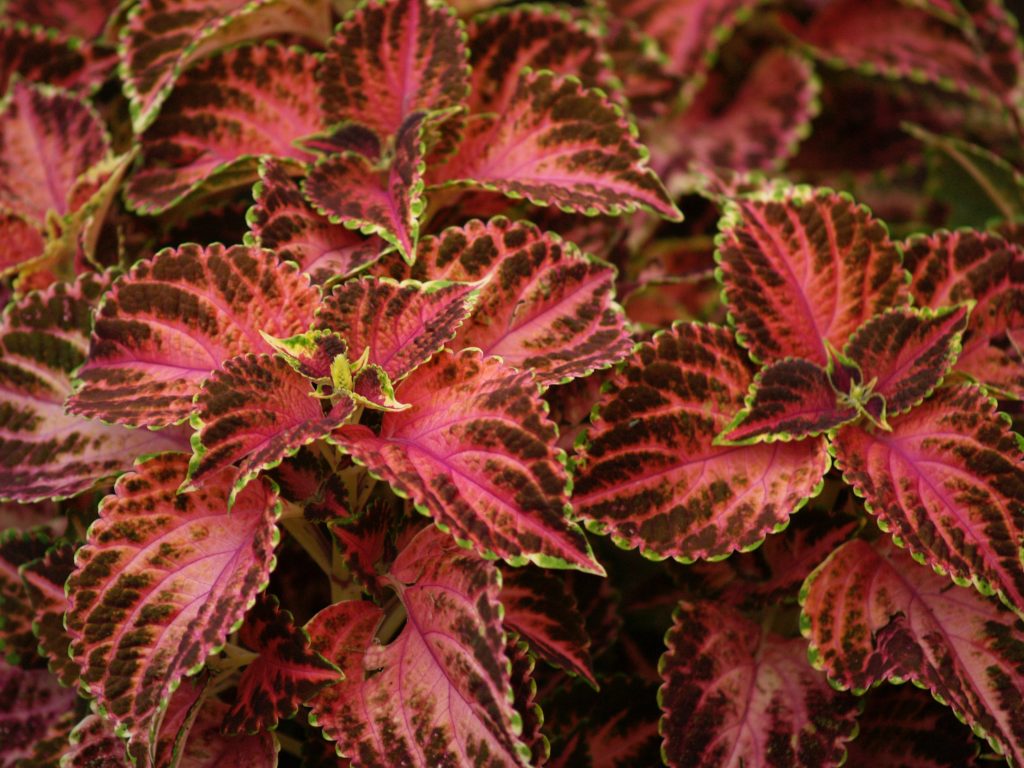 Coleus 