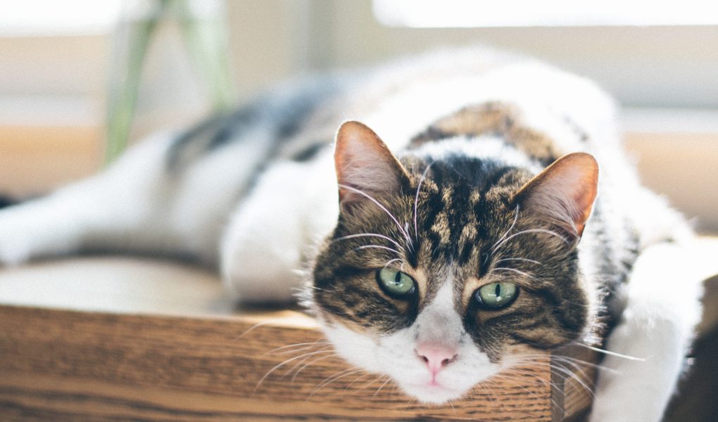 Seberapa Sering Pasir Kucing Harus Diganti?