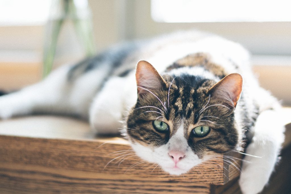 Seberapa Sering Pasir Kucing Harus Diganti?