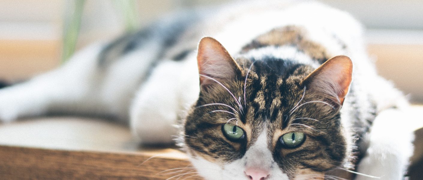 Seberapa Sering Pasir Kucing Harus Diganti?