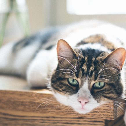 Seberapa Sering Pasir Kucing Harus Diganti?