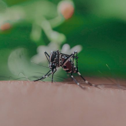 Cara Mengusir Nyamuk dengan Bahan Alami