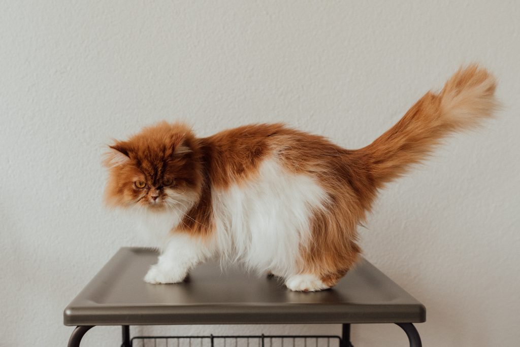 Bagian Tubuh Kucing yang Berfungsi Sebagai Alat Keseimbangan
