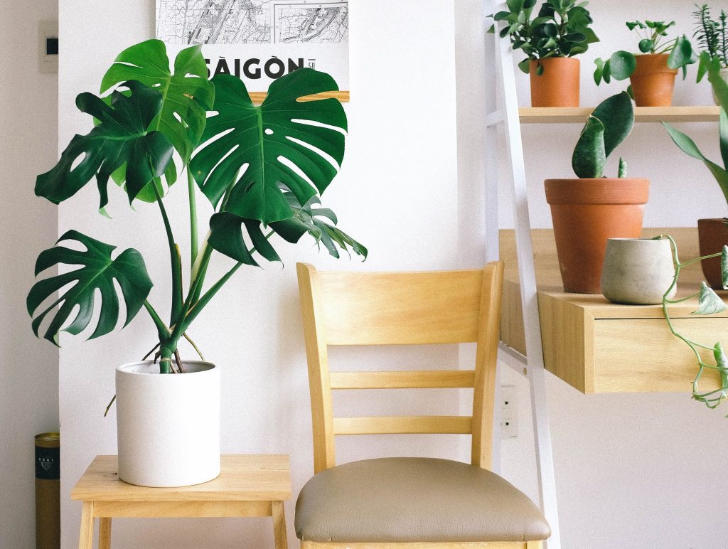 Tanaman Hias Monstera