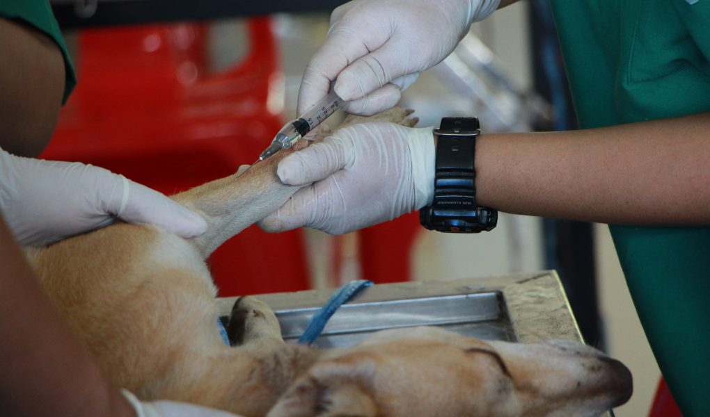 Peringati hari Rabies sedunia, royal canin dan zoetis Indonesia berikan 30 ribu donasi vaksin rabies