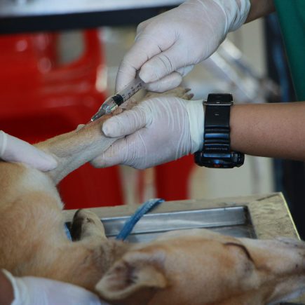 Peringati hari Rabies sedunia, royal canin dan zoetis Indonesia berikan 30 ribu donasi vaksin rabies